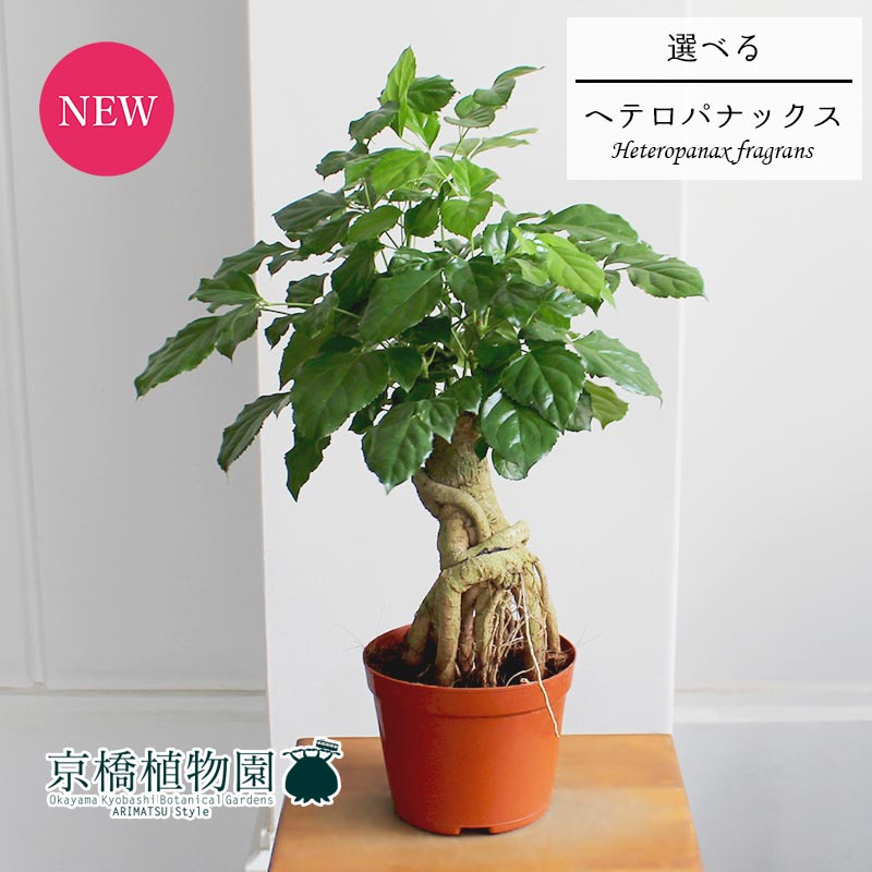 現品 ヘテロパナックス フレグランス 5ナンバー 21 24 選べる観葉植物 観葉植物 植物 置き物 今日的 家具 スタイリッシュ 人望 移る御祭り 開店祝い 造り祝い リロケーション祝い セレモニー 楽観主義 鉢植え育てお安い 観葉 賜り物 戴物 Doorswindowsstairs Co Uk
