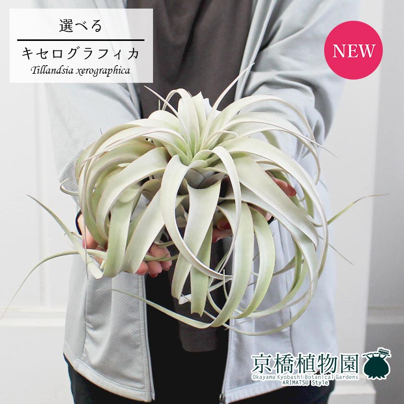 お買い得モデル エアプランツ キセログラフィカ チランジア 31 33 花 観葉植物