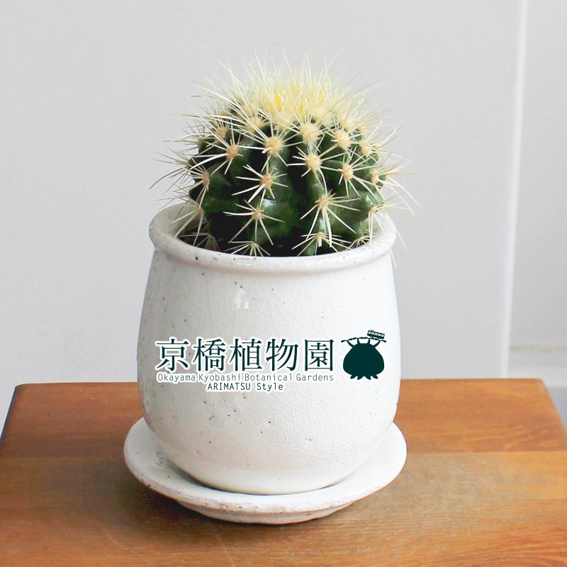 ステララウンドs サボテン 金鯱 キンシャチ 受け皿付き 観葉植物 インテリア おしゃれ 人気 引越し祝い 開店祝い 新築祝い お祝い 楽天 通販 観葉 ギフト プレゼント Educaps Com Br