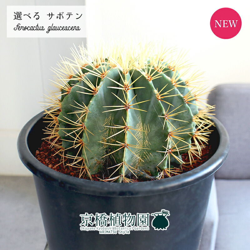 m*y様 王冠竜　12号 楽天市場】【現品】サボテン 王冠竜 12号 黒鉢【選べる観葉植物
