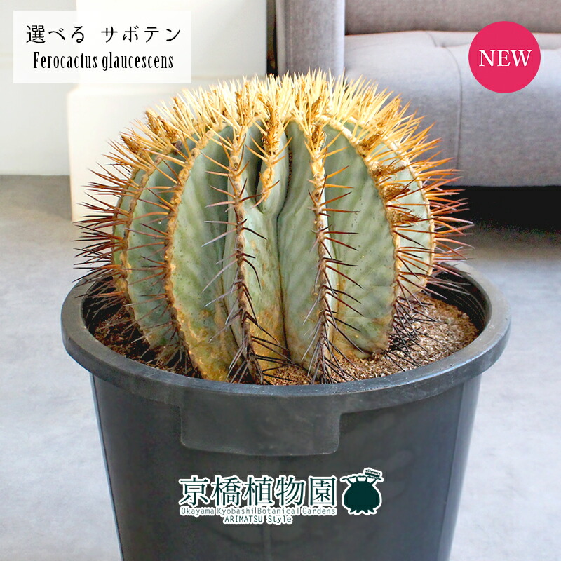 楽天市場】【現品・現物】サボテン・王冠竜 （おうかんりゅう