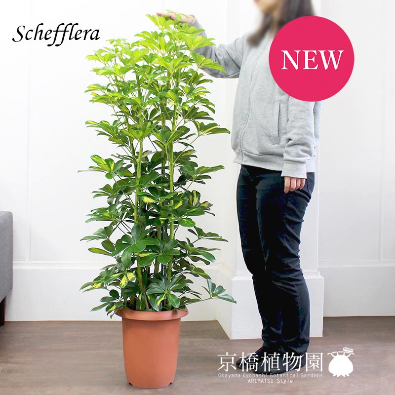 観葉植物 植物 置物 モダン インテリア ギフト 引越し祝い 鉢植え観葉 おしゃれ 人気 引越し祝い 開店祝い 新築祝い 転居祝い お祝い 楽天 通販 鉢植え育てやすい 観葉 大型 ギフト プレゼント シェフレラ 斑入り 8号 植物 インテリア おしゃれ 人気 引越し祝い 開店