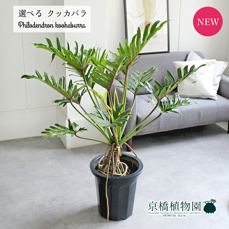 楽天市場】【現品】パンダガジュマル/フィカス・パンダ 気根 10号（小）【選べる観葉植物】【観葉植物/インテリア/おしゃれ/ナチュラル/鉢植え/贈り物/楽天/通販/人気商品/ラージサイズ/白/ホワイト/育てやすい/初心者】  : 花のアリマツ楽天市場支店