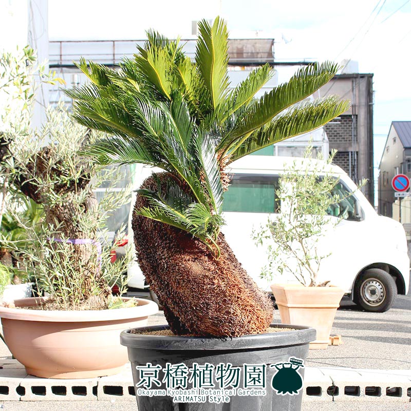 置物 植物 鉢植え観葉 人気 観葉植物 引越し祝い 新築祝い 開店祝い おしゃれ 開店祝い 転居祝い 新築祝い モダン お祝い インテリア 楽天 通販 鉢植え育てやすい 観葉 大型 ギフト プレゼント 現品 獅子ソテツ 口径60cm 90l鉢 植物 インテリア おしゃれ 人気