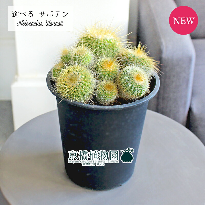 【現品】サボテン・ワラシー　8号　N８番 楽天市場】【現品】サボテン・ワラシー 8号 N8番 【人気 植物