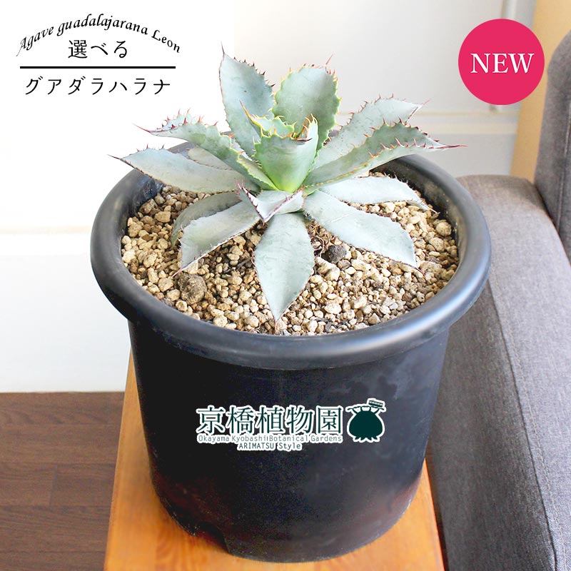 観葉植物 観葉 植物 観葉植物 置物 花 観葉植物 モダン インテリア おしゃれ 人気 引越し祝い 開店祝い 新築祝い 転居祝い お祝い 楽天 通販 鉢植え育てやすい 観葉 ギフト プレゼント 現品 アガベ グアダラハラナ レオン 8号 選べる観葉植物 植物 置物 観葉植物 観葉 植物 観葉植物 置物 花 観葉植物 モダン インテリア おしゃれ 人気 引越し祝い 開店祝い 新築祝い 転居祝い お祝い 楽天 通販 鉢植え育てやすい 観葉 ギフト プレゼント 現品 アガベ グアダラハラナ レオン 8号 選べる観葉植物 植物 置物
