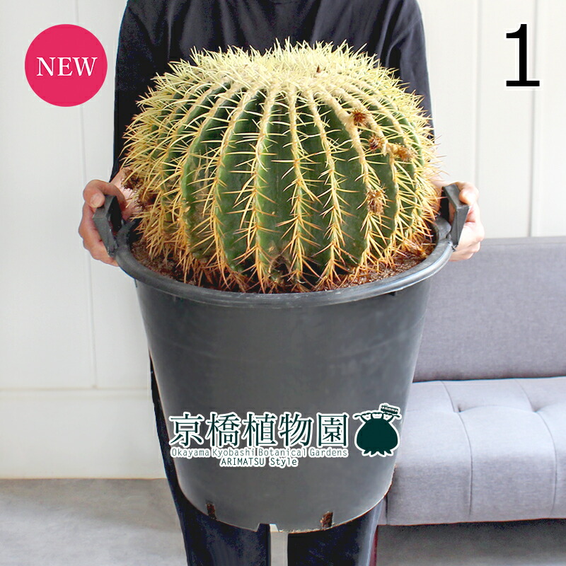 楽天市場】観葉植物/サボテンの王様：金シャチ（キンシャチ・金