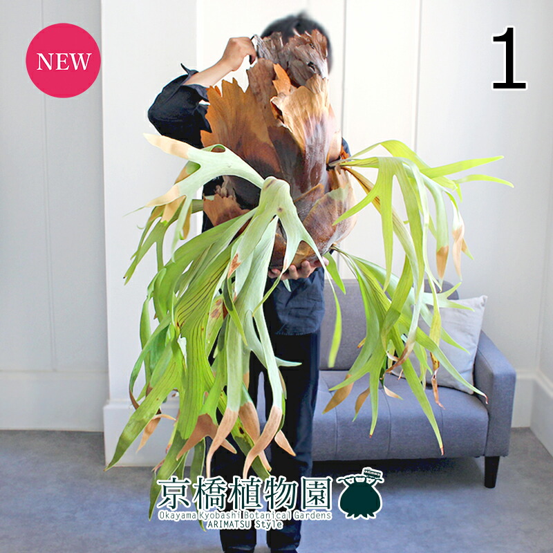 楽天市場】ビカクシダ P.'Elsa'(Pewchan'Snow Queen F307') 現品販売