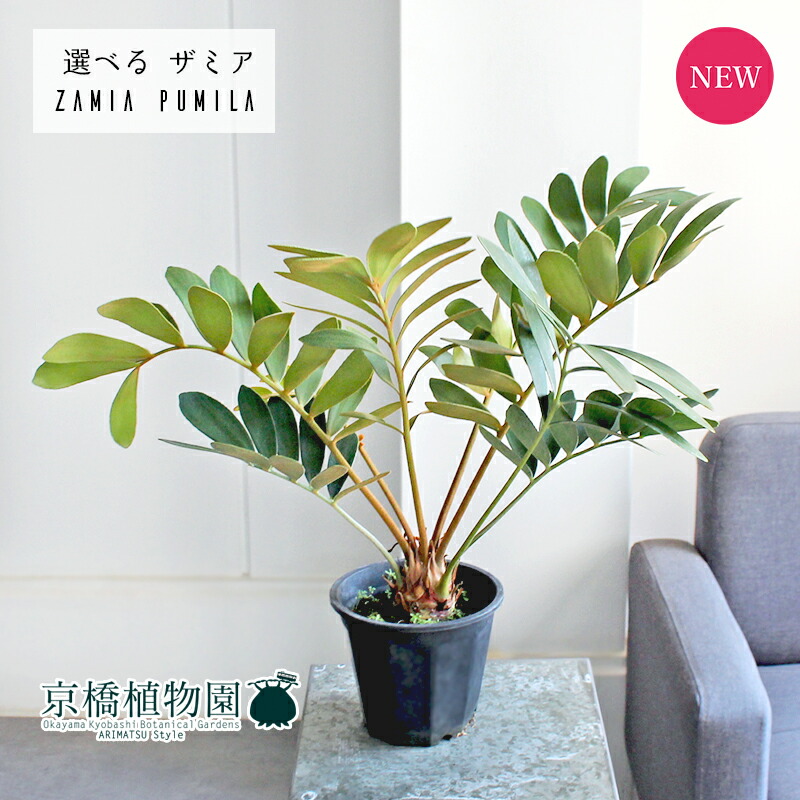 楽天市場】ザミア（フロリダーナ） 1鉢 7号 プラスチック苗