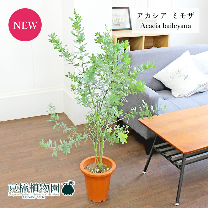 【マラソンクーポン有】アカシア・ミモザ（銀葉アカシア）　7号　茶鉢【観葉植物/インテリア/おしゃれ/ナチュラル/鉢植え/贈り物//通販/ミドルサイズ/ブラウン/寒さに強い/人気商品/ギフト/プレゼント】【大型】