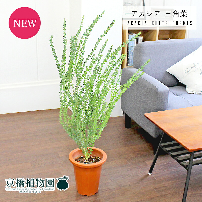 【マラソンクーポン有】アカシア・カルトリフォラミス（三角葉）　7号　茶鉢【観葉植物/インテリア/おしゃれ/ナチュラル/鉢植え/贈り物//通販/ミドルサイズ/ブラウン/寒さに強い/人気商品/ギフト/プレゼント】【大型】