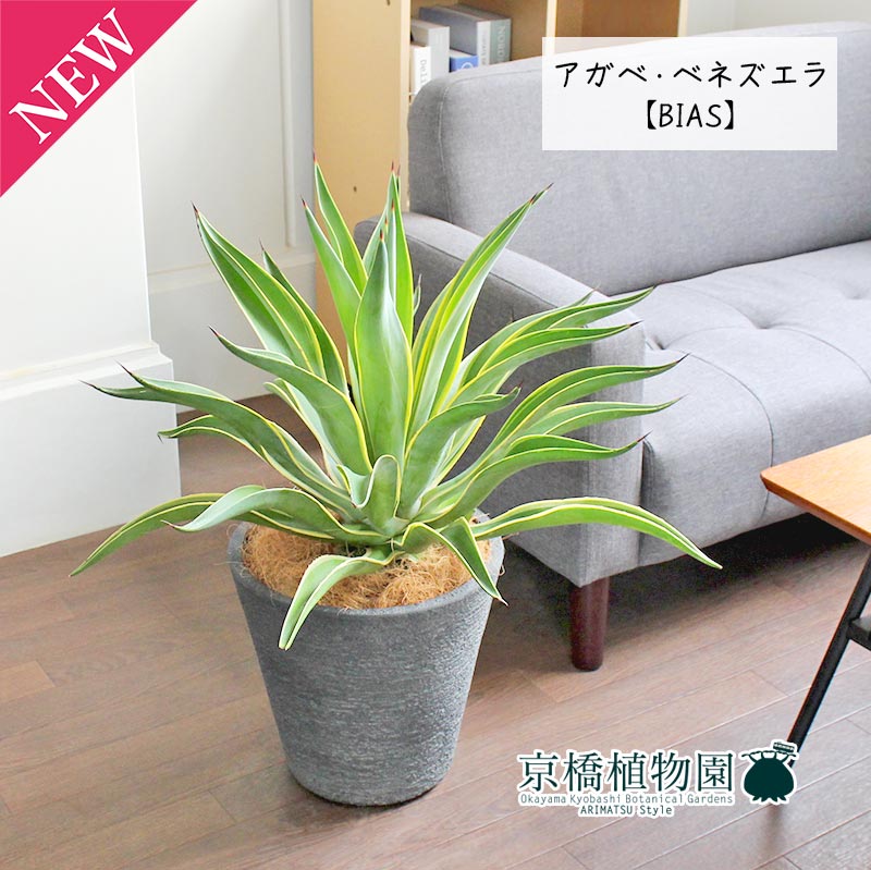 楽天市場】【SSクーポンあり】アガベ・ベネズエラ 8号【カンサラ鉢