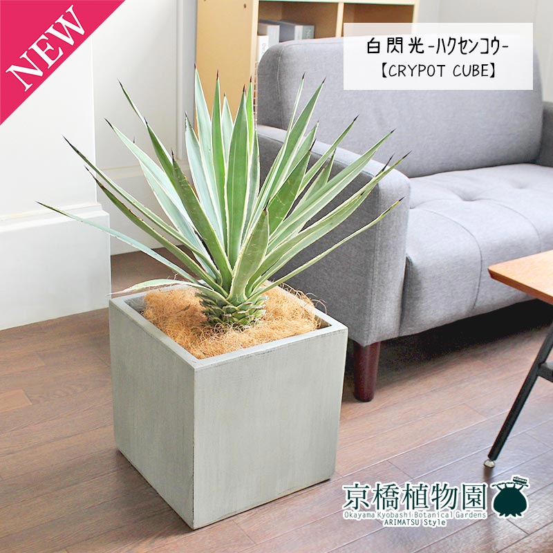 楽天市場】[ アガベ ハクセンコウ 白閃光 竜舌蘭 Mサイズ @10000] 塊根