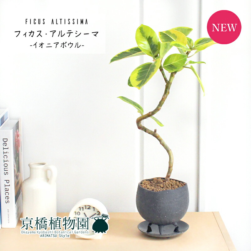 昼間は主意 倍 イオニアくぼみl 薄墨色 フィカス アルテシーマ カーブ 受け皿ラック 観葉植物 ファーニチュア 小意気 信望 移転祝い 開店祝い 建築 祝い 儀典 楽観主義 メールオーダー 観葉 祝儀 下され物 Blackfishmarine Com