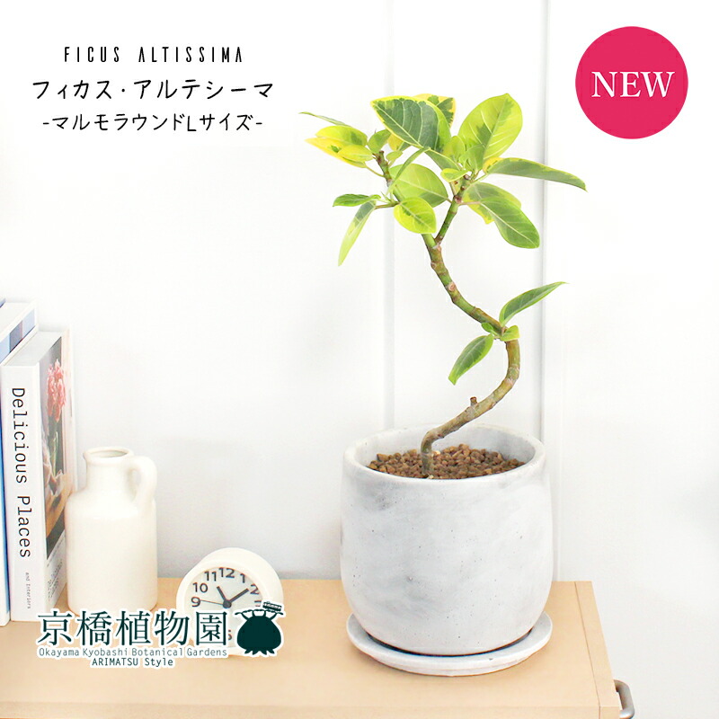 日はポイント 倍 マルモラウンドlサイズ 受け皿付き フィカス アルテシーマ 曲がり おしゃれなモルタル製鉢 スタイリッシュ Slita Lk