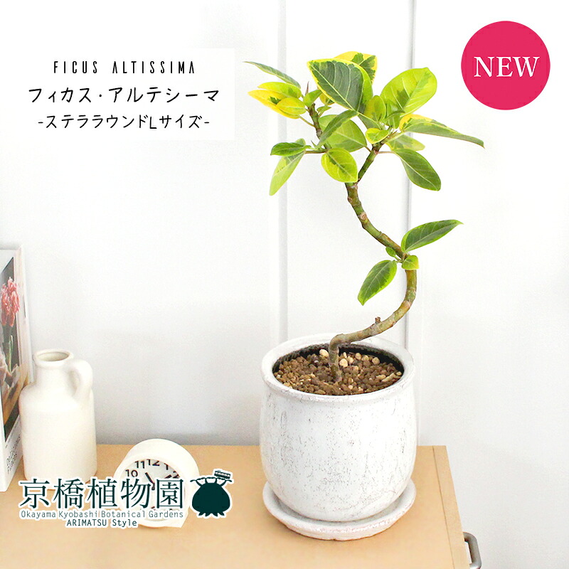 【マラソンクーポン有！】【ステララウンドL/受け皿付き】フィカス・アルテシーマ　曲がり【観葉植物　インテリア おしゃれ 人気 引越し祝い 開店祝い 新築祝い お祝い 通販　観葉 ギフト プレゼント】4G