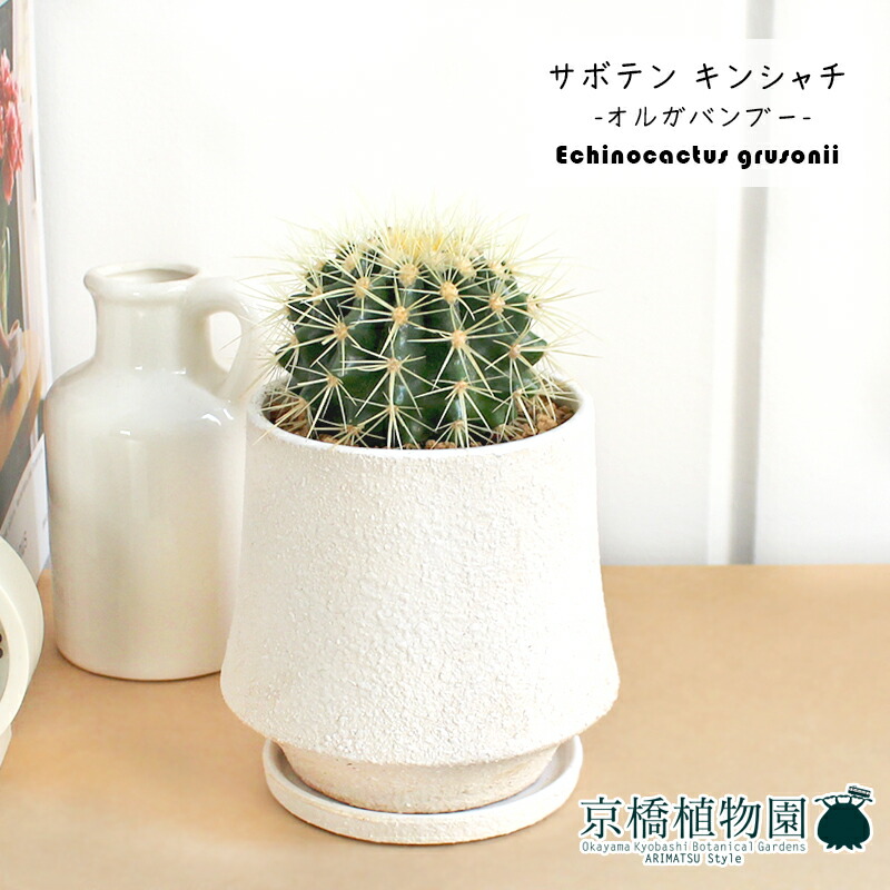 最大92 オフ サボテン 金鯱 キンシャチ 4g Osafood Fi