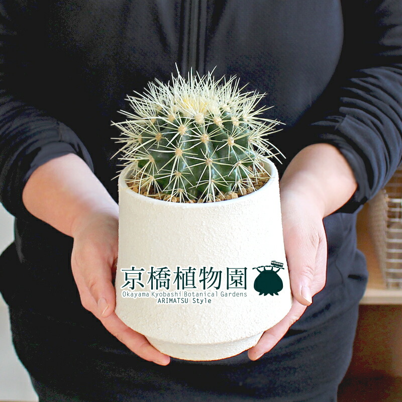 最大92 オフ サボテン 金鯱 キンシャチ 4g Osafood Fi