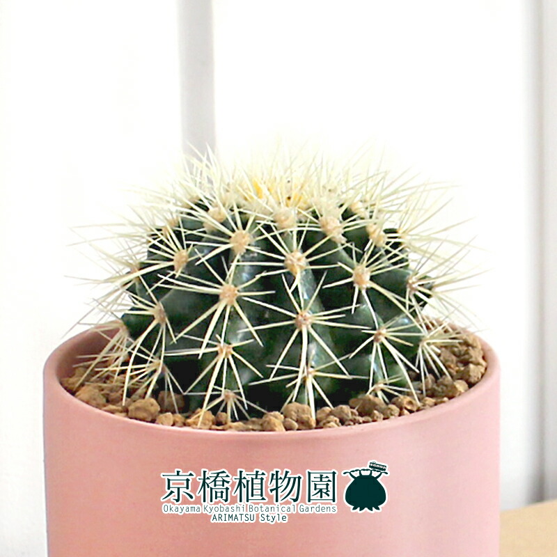 直営店 サボテン 金鯱 キンシャチ 4g Osafood Fi