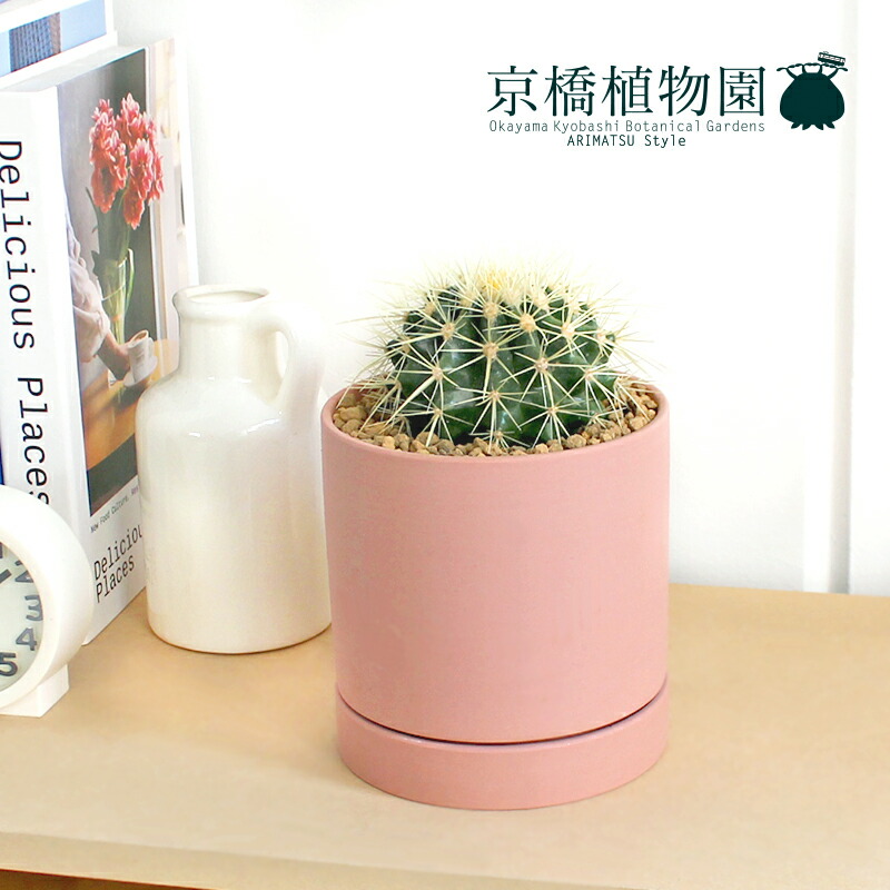 直営店 サボテン 金鯱 キンシャチ 4g Osafood Fi