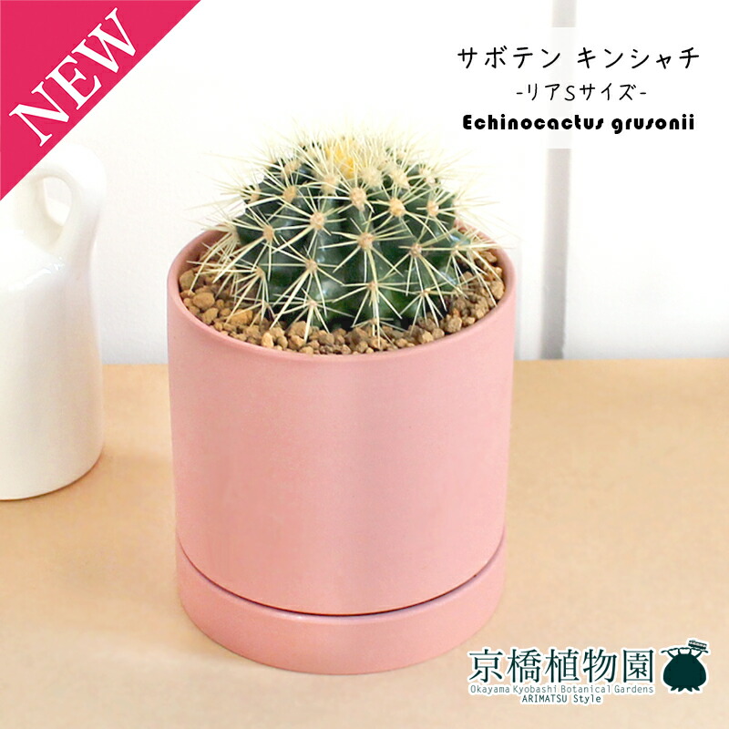 楽天市場】【現品】サボテン 金鯱（キンシャチ） 15号（1）【観葉植物
