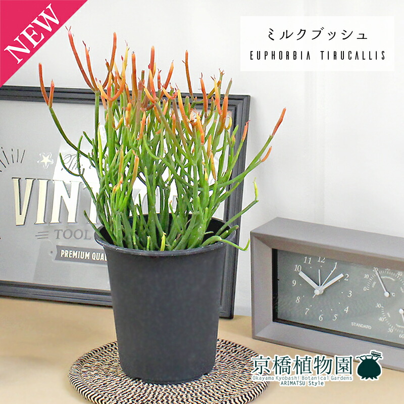 楽天市場】観葉植物 インテリアグリーン ビザールプランツ ミドリ