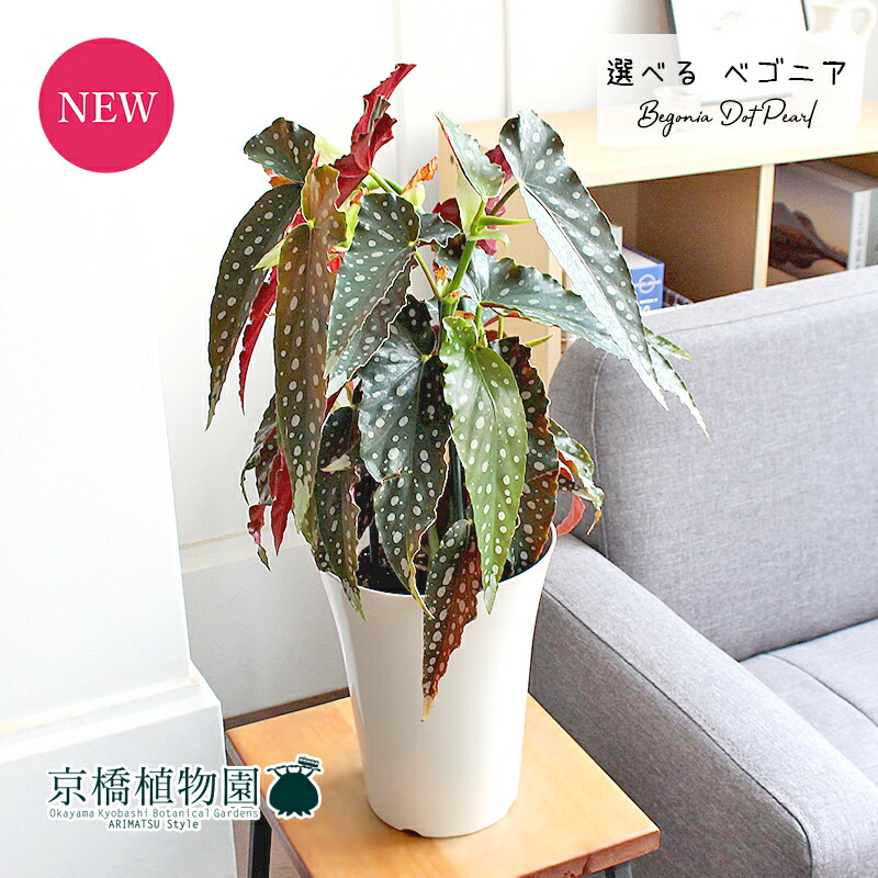おしゃれ 人気 ギフト 観葉植物 人気 置物 開店祝い 植物 新築祝い 開店祝い 転居祝い お祝い インテリア 引越し祝い 楽天 通販 鉢植え育てやすい ギフト プレゼント 現品 ベゴニア ドットパール 6号 選べる観葉植物 植物 インテリア おしゃれ 人気 引越し