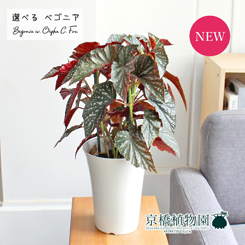 現品 ベゴニア オルファ フォックス 6号 選べる観葉植物 植物 インテリア おしゃれ 人気 引越し祝い 開店祝い 新築祝い お祝い 楽天 通販 観葉 ギフト プレゼント Educaps Com Br