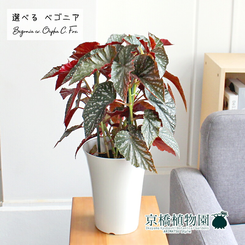 インテリア 植物 開店祝い おしゃれ プレゼント 花 ガーデン Diy 観葉植物 開店祝い 新築祝い 引越し祝い 人気 お祝い 通販 ギフト 置物 プレゼント おしゃれ 転居祝い 楽天 鉢植え育てやすい 現品 ベゴニア オルファ c フォックス 6号 選べる観葉植物 インテリア 植物 開店祝い おしゃれ プレゼント 花 ガーデン Diy 観葉植物 開店祝い 新築祝い 引越し祝い 人気 お祝い 通販 ギフト 置物 プレゼント おしゃれ 転居祝い 楽天 鉢植え育てやすい 現品 ベゴニア オルファ c フォックス 6号 選べる観葉植物