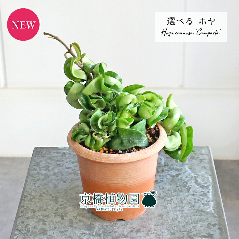 楽天市場】丈夫で美しい！人気で希少な観葉植物 ポリシャス