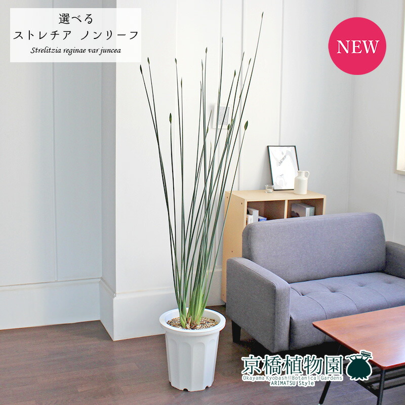 置物 植物 お祝い おしゃれ 通販 花 観葉植物 引越し祝い 人気 新築祝い 開店祝い インテリア モダン 楽天 通販 観葉植物 転居祝い お祝い 鉢植え育てやすい 観葉 ギフト 大型 プレゼント 現品 ストレチア ストレリチア ノンリーフ ユンケア 10号 選べる観葉