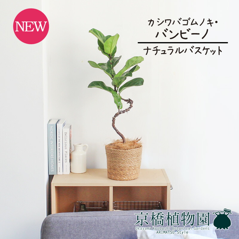 楽天市場】カシワバゴムノキフィカス・リラータ)バンビーノ 曲がり 白