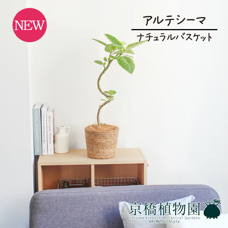 【マラソンクーポン有！】【ナチュラルバスケット鉢カバー】フィカス・アルテシーマ　6号　曲がり 【受け皿付】【ミドルサイズ/インテリア/お祝い/開店祝い/引越祝い/新築祝い/ギフト/プレゼント/育てやすい/観葉植物//通販】