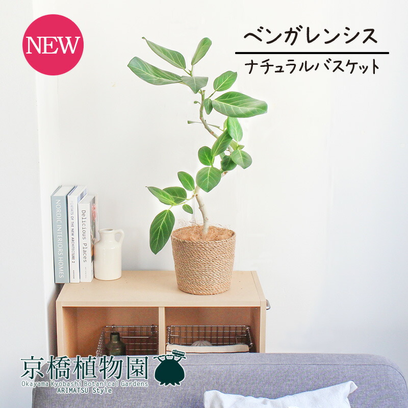 楽天市場】【現品】フィカス・ベンガレンシス 曲がり 5号