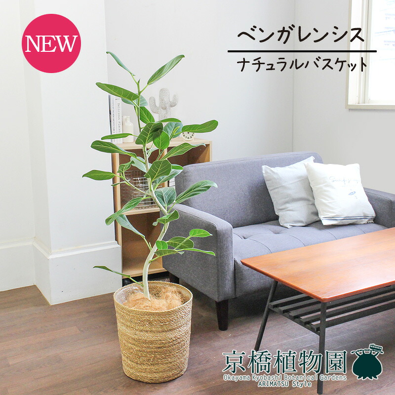 【SSクーポン券あり】【自然的提げ篭鉢取りまかなう】フィカス・ベンガレンシス・オードリー ７号【受け皿付】【天然ゴムの木】【御洒落な曲がりの草木】【室内装飾 今めかしい 一般受け  通信販売 差し上げ物 差し上げ物】