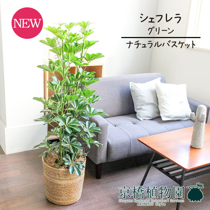 【マラソンクーポン有】【ナチュラルバスケット鉢カバー】シェフレラ　グリーン　8号【受け皿付】【ホンコンカポック】【ヤドリフカノキ】【ミドルサイズ】
