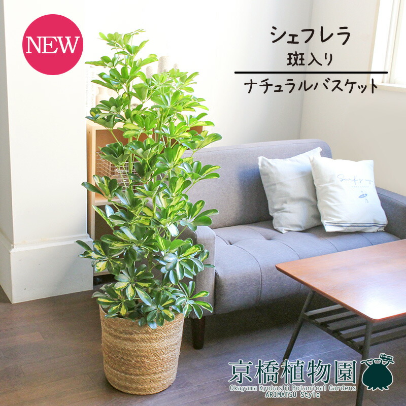 【マラソンクーポン有】【ナチュラルバスケット鉢カバー】シェフレラ　斑入り　8号【受け皿付】【ホンコンカポック】【ヤドリフカノキ】【ミドルサイズ】