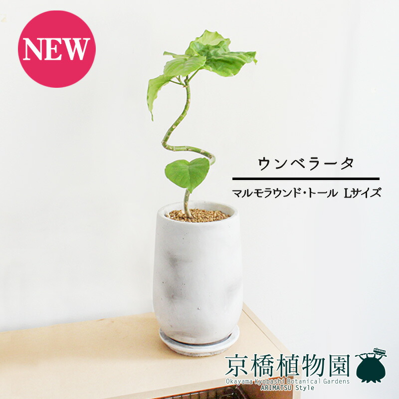 【マラソンクーポン有】【マルモラウンド・トール　Lサイズ】ウンベラータ　曲がり【受け皿付き】4G【観葉植物 フィカス ゴムノキ インテリア おしゃれ 人気 引越し祝い 開店祝い 新築祝い お祝い 通販 観葉 ギフト プレゼント】 6,930円