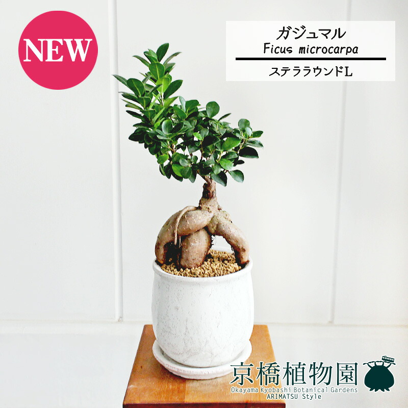 【SS引き換え証あり】【ステララウンド：L大きさ/瀬戸もの鉢】ガジュマル【受け皿付き添い人】7G【観葉草木 室内装飾 今めかしい 一般受け 引き移る祝賀会 開店祝賀会 造営祝賀会 祝賀会  通信販売 観葉 差し上げ物 差し上げ物 スモール大きさ  ごく小さい 鉢植え 白 霊魂の宿る木】