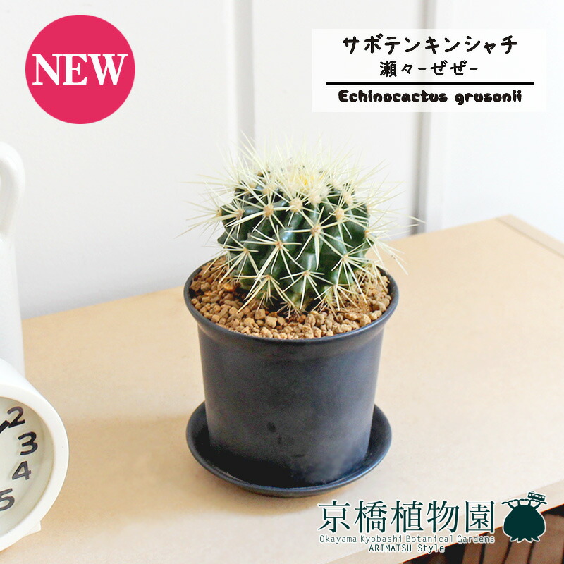 楽天市場】【送料無料】柱サボテン 