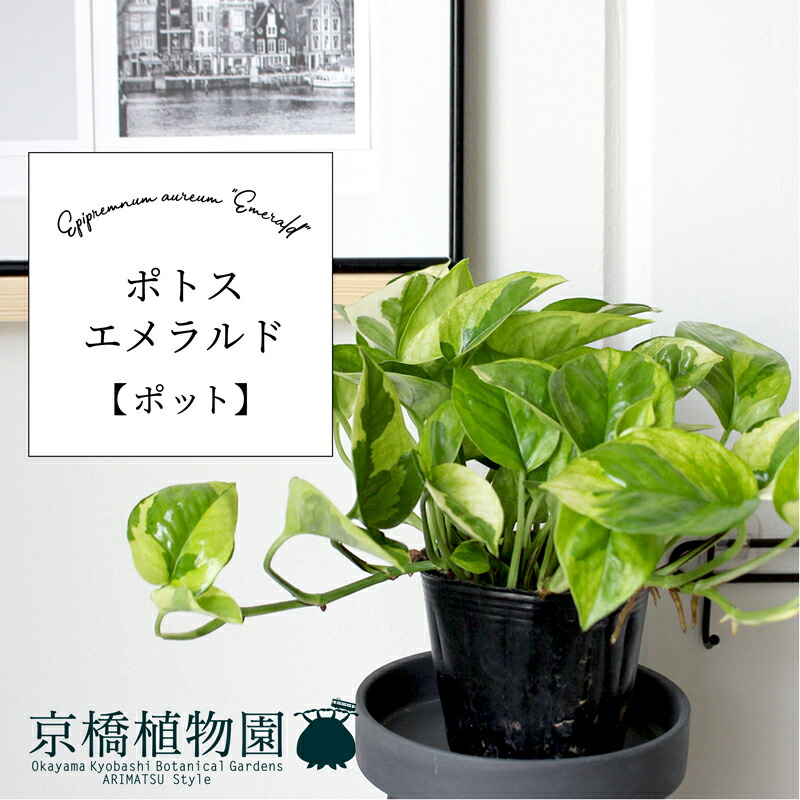 ポトス様 楽天市場】（観葉植物）ポトス 品種おまかせ 吊り鉢タイプ 5号