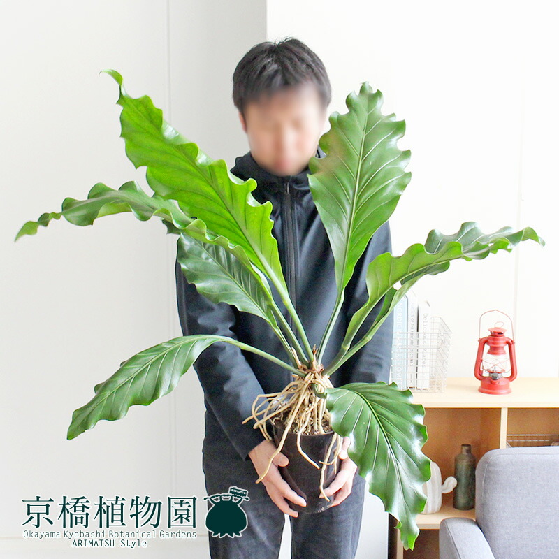 マラソンクーポン有】アンスリウム・フーケリー 6号【観葉植物