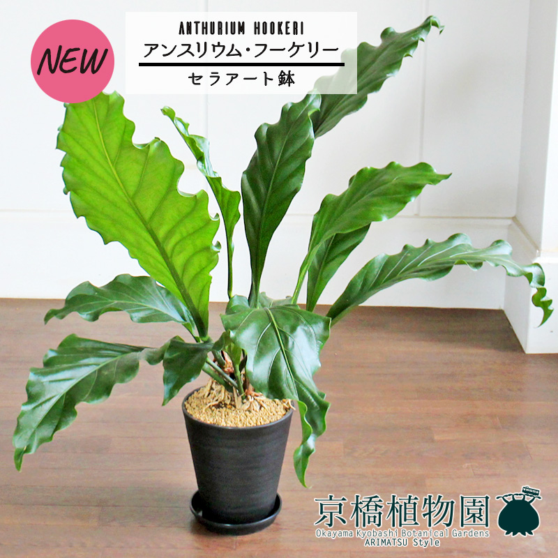 楽天市場】【現品・現物】【送料無料】アンスリウム・ジャングル