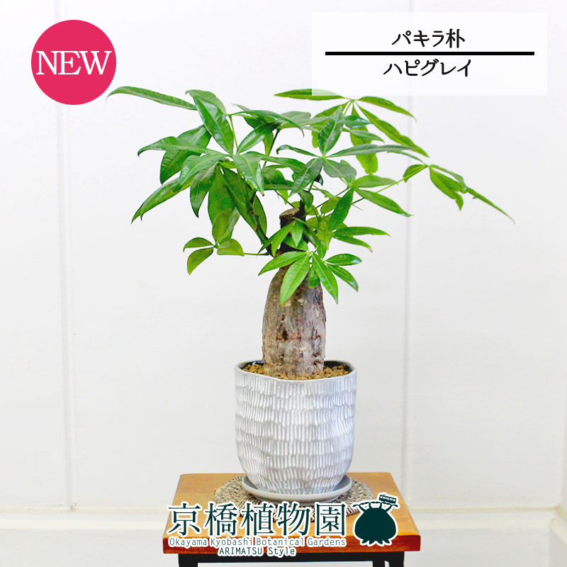 【ハピグレイ】パキラ　朴　5G【観葉植物/インテリア/おしゃれ/ナチュラル/鉢植え/贈り物/スモールサイズ/人気商品/ギフト/プレゼント/金運】