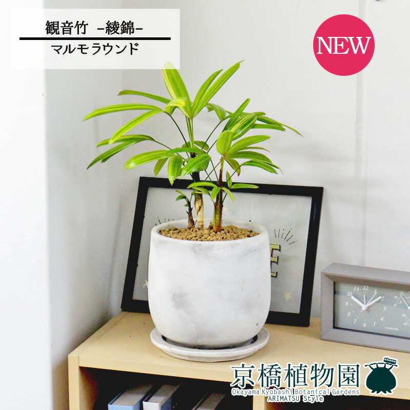 楽天市場】【現品】観音竹（カンノンチク） 8号 紺鉢（A〜C）【選べる