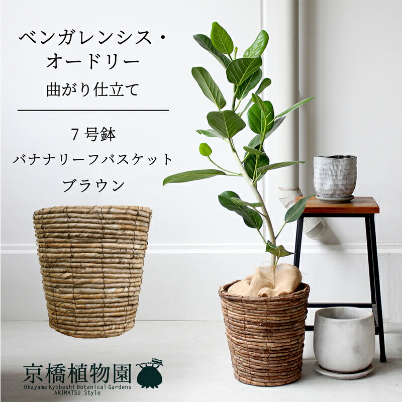 【マラソンクーポン有！】【バスケット鉢カバー：ブラウン】フィカス・ベンガレンシス・オードリー ７号【フロアサイズ/ベンガルゴム/シンプル/ブラウン/茶/鉢植え/ギフト/プレゼント/お祝い/新生活/おしゃれ/観葉/植物】｜花のアリマツ支店