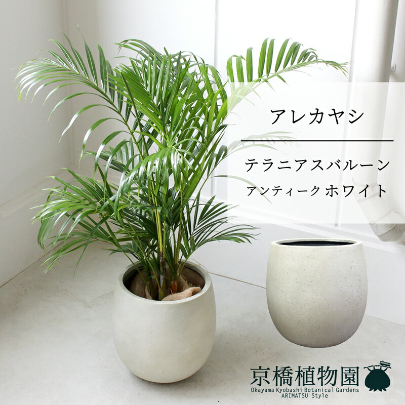 テラニアスバルーン アンティークホワイト 鉢カバー 観葉植物