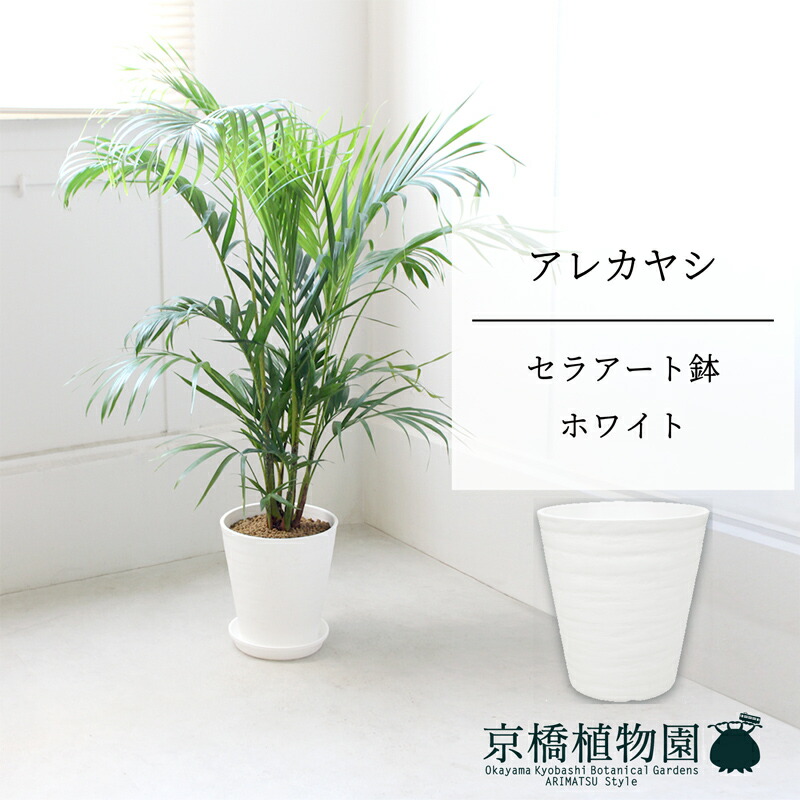 楽天市場】蘇鉄(ソテツ) 5号 黒鉢【スモールサイズ/卓上 楽天市場】蘇鉄(ソテツ) 5号 黒鉢【スモールサイズ/卓上