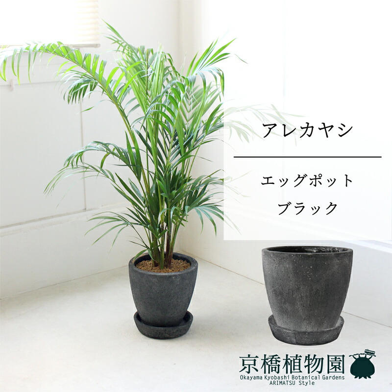 【SS引き換え証あり】【エッグポット：黒いこと】アレカヤシ 【真っただ中大きさ/床置き/御祝/造営祝賀会/育て分かりやすい/観葉草木/椰子科/黒いこと/黒】【大型】