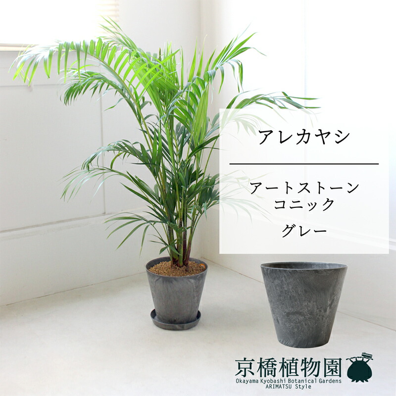 【SS引き換え証あり】【工芸石ころ コニック 薄墨色】アレカヤシ 7号 6G【真っただ中大きさ/床置き/御祝/造営祝賀会/育て分かりやすい/観葉草木/椰子科/赤銅色/茶】【大型】
